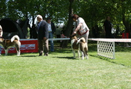 CACIB Székesfehérvár