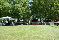 CACIB Székesfehérvár