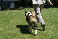 CACIB Székesfehérvár