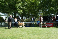 CACIB Székesfehérvár