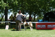 CACIB Székesfehérvár