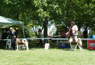 CACIB Székesfehérvár