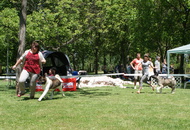 CACIB Székesfehérvár