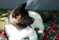 CACIB Székesfehérvár