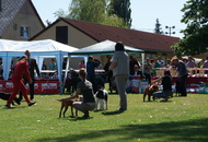 CACIB Székesfehérvár