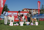 CACIB Székesfehérvár