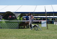 CACIB Komárom - International Dog Show