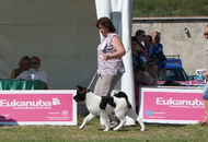 CACIB Komárom - International Dog Show