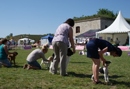 CACIB Komárom - International Dog Show