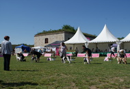 CACIB Komárom - International Dog Show