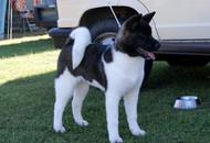 - 2014.06.09. CACIB Komárom - International Dog Show