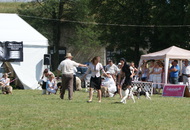 - 2014.06.09. CACIB Komárom - International Dog Show