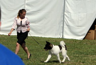 - 2014.06.09. CACIB Komárom - International Dog Show