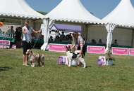 - 2014.06.09. CACIB Komárom - International Dog Show