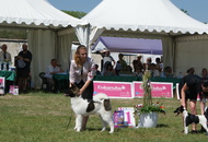 - 2014.06.09. CACIB Komárom - International Dog Show