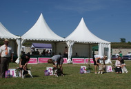 - 2014.06.09. CACIB Komárom - International Dog Show