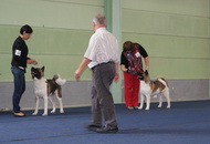 CACIB Oberwart - Internationale Ausstellung