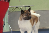 CACIB Oberwart - Internationale Ausstellung