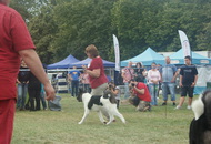 CACIB Kecskemét - International Dog Show