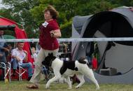 CACIB Kecskemét - International Dog Show
