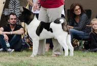 CACIB Kecskemét - International Dog Show