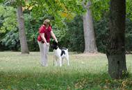 CACIB Kecskemét - International Dog Show
