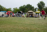 CACIB Kecskemét - International Dog Show