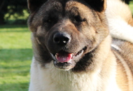 CACIB Kecskemét - International Dog Show