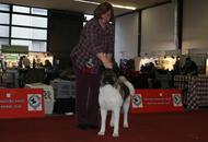 - 23. Special Dog Show and 2 x CACIB Zagreb
