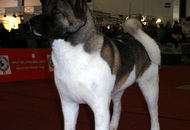 - 23. Special Dog Show and 2 x CACIB Zagreb