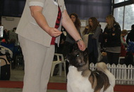 - 23. Special Dog Show and 2 x CACIB Zagreb