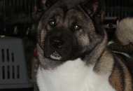 - 23. Special Dog Show and 2 x CACIB Zagreb