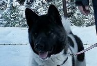 Ashanti of Danger Zone  "Bonita"