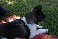 CAC Novi Marof, Croatia