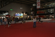 World Dog Show Milano
