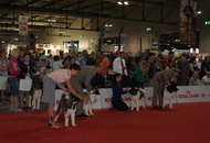 World Dog Show Milano