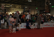 World Dog Show Milano
