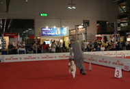 World Dog Show Milano