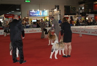 World Dog Show Milano