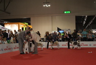 World Dog Show Milano
