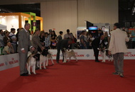 World Dog Show Milano