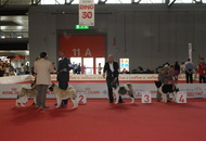 World Dog Show Milano
