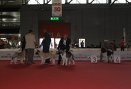 World Dog Show Milano