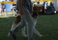 - 2015.07.12. Szombathely Night CAC & Szombathely CACIB