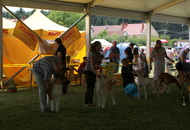 - 2015.07.12. Szombathely Night CAC & Szombathely CACIB