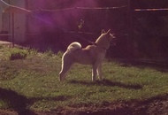 Amber of Danger Zone