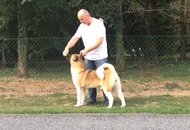 OMÉK GRAND PRIX Budapest 2xCAC Show 