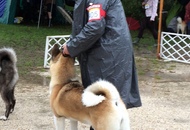 OMÉK GRAND PRIX Budapest 2xCAC Show 