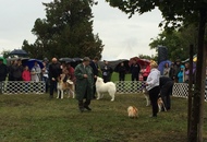 OMÉK GRAND PRIX Budapest 2xCAC Show 