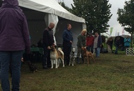 OMÉK GRAND PRIX Budapest 2xCAC Show 